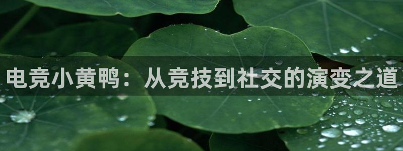 泛亚电竞官网下载网站：电竞小黄鸭：从竞技到社交的演变之道